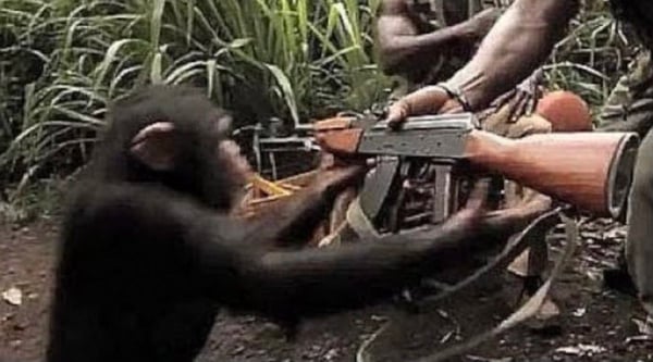 Ape With AK-47
