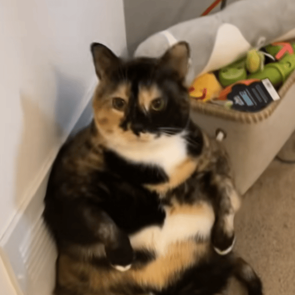 Fat Michi